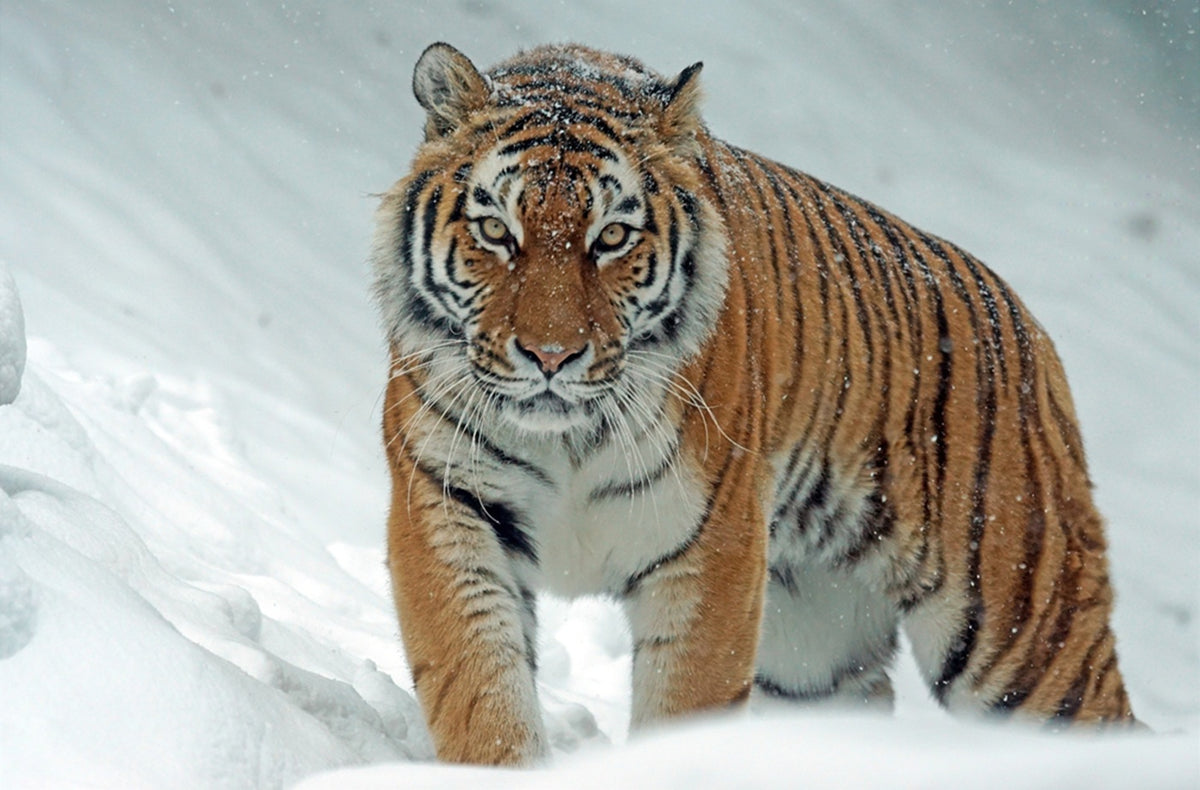 Tiger in Snow Fabric Panel - AWC-017