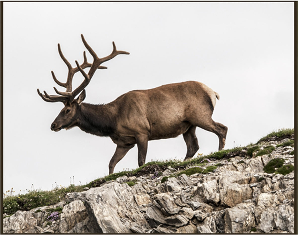 Bull Elk on a Cliff Fabric Panel - ANW-067