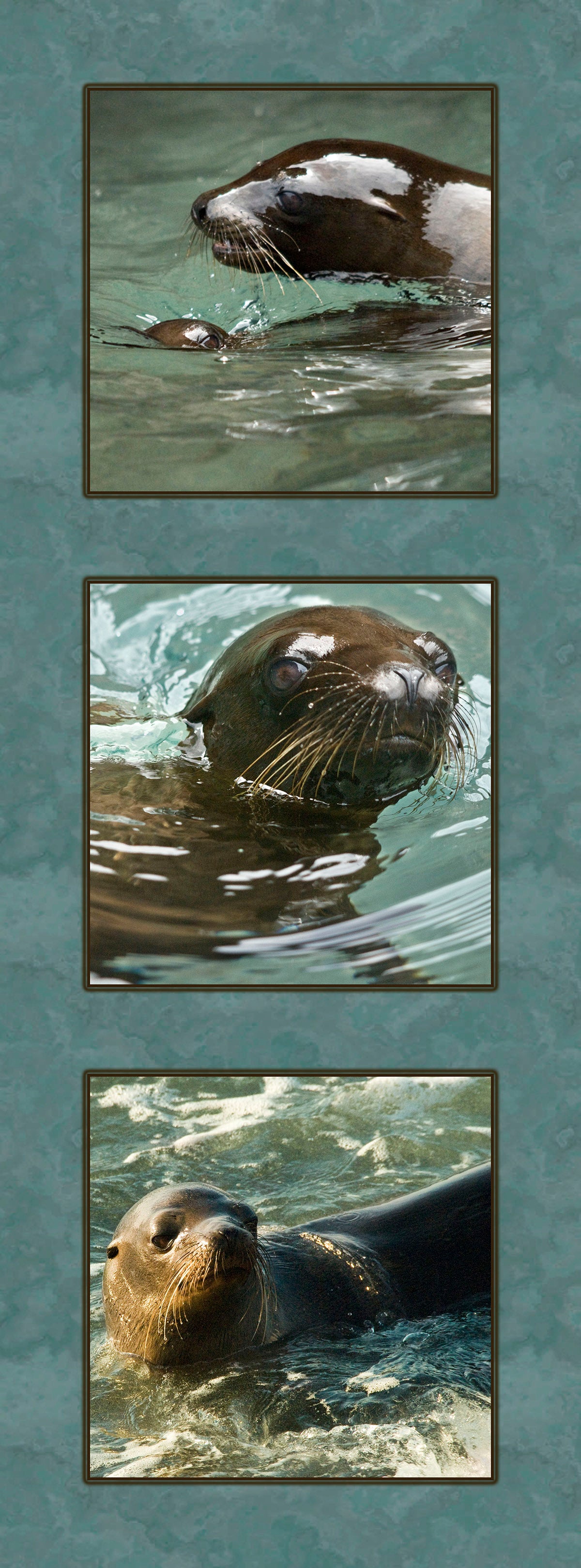 Three Sea Lions Fabric Panel - OCE-003C