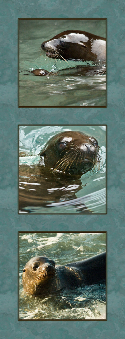 Three Sea Lions Fabric Panel - OCE-003C