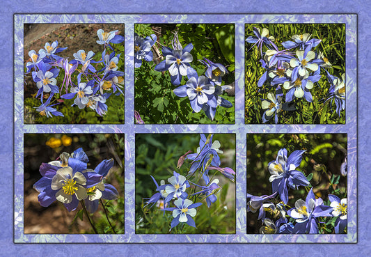 Six Columbine Composite Fabric Panel - FLR-008C