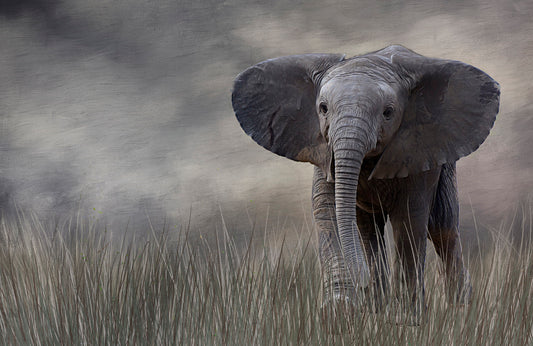 Baby Elephant Fabric Panel - AEX-005C