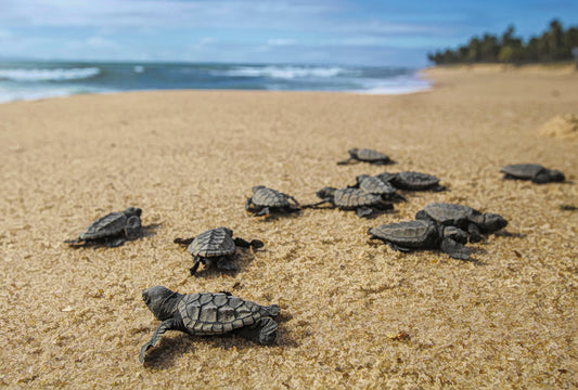 Sea Turtle Hatchings Fabric Panel - OCE-014C