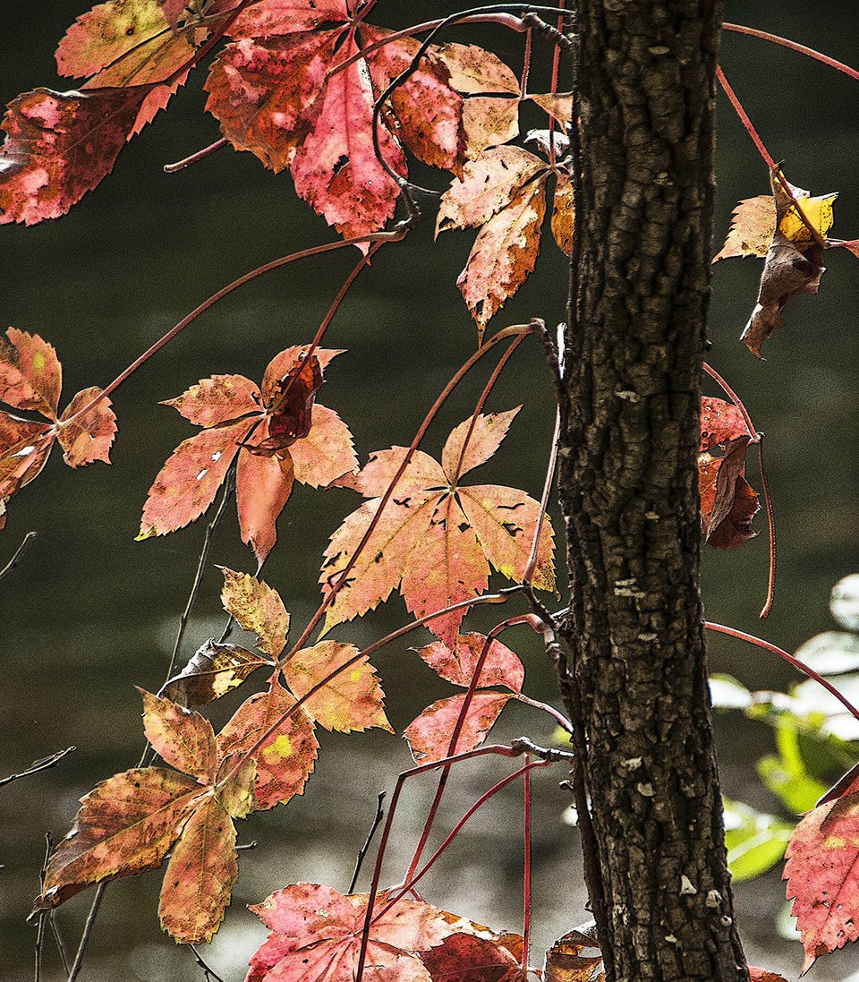 Backlit Fall Leaves Fabric Panel - SFC-010C