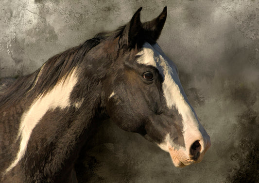 Gray and White Paint Horse Fabric Panel - AHS-001C