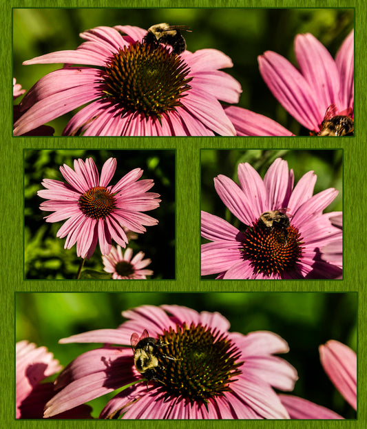 Pink Daisies with Bees Fabric Panel - FLR-024C