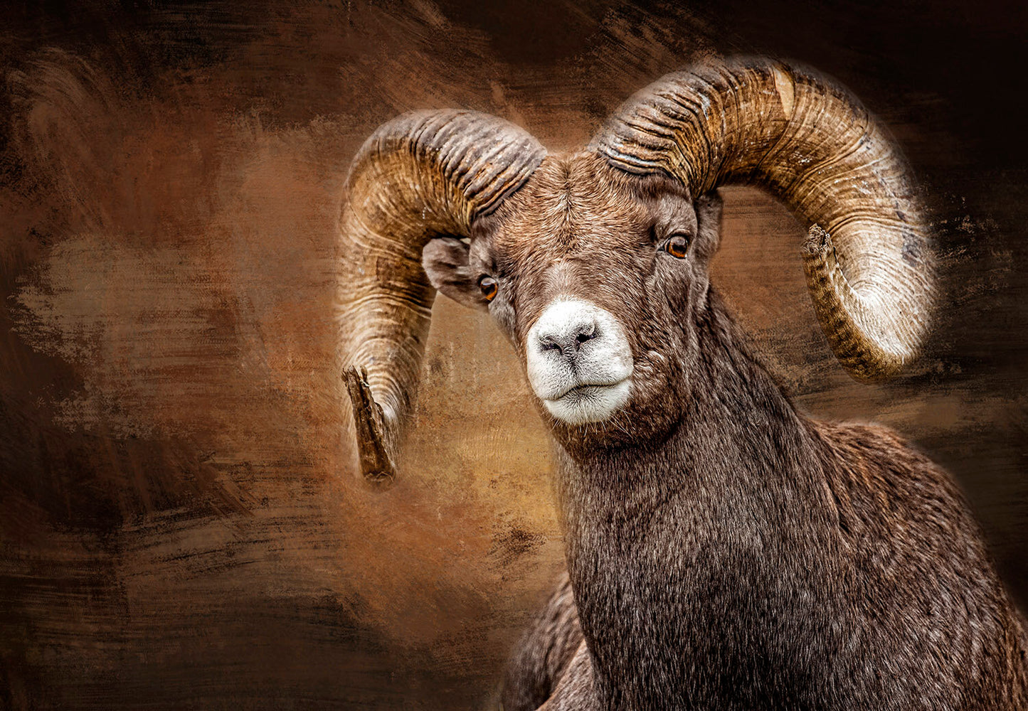 Bighorn Sheep Front View Fabric Panel - ANW-001C