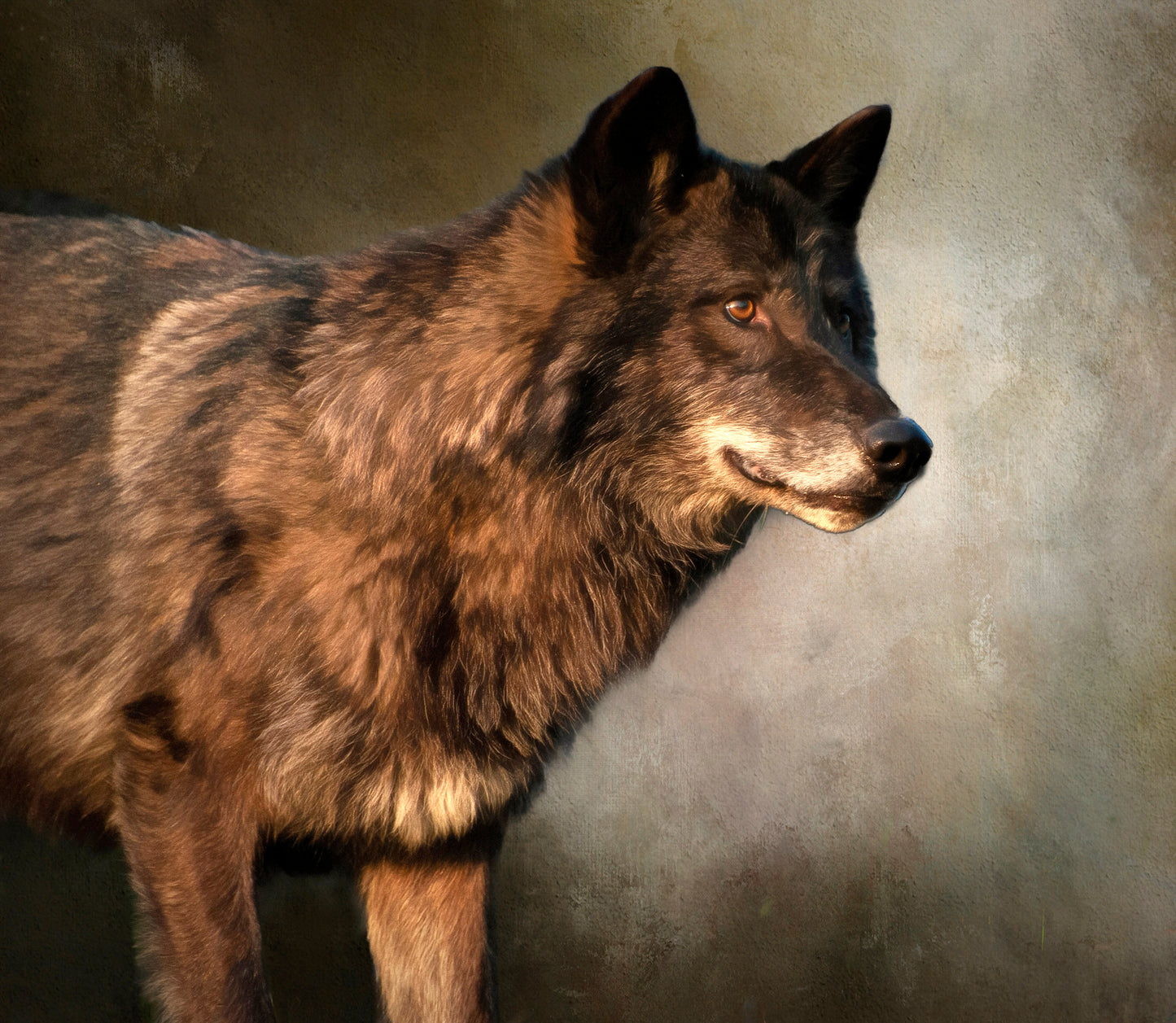 Black Wolf Fabric Panel - ANW-020C