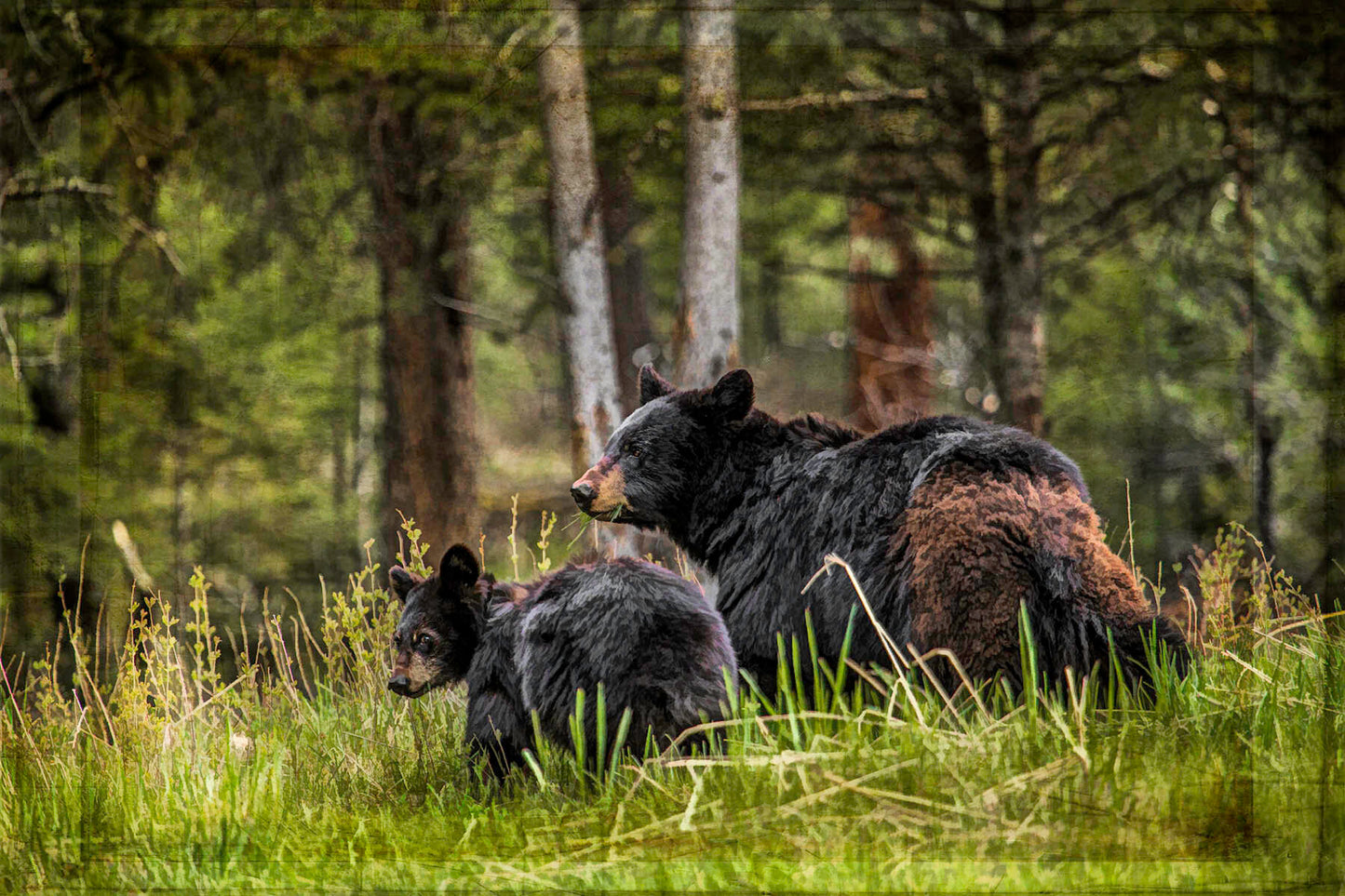 Black Bear with Cub Fabric Panel - ANW-052C