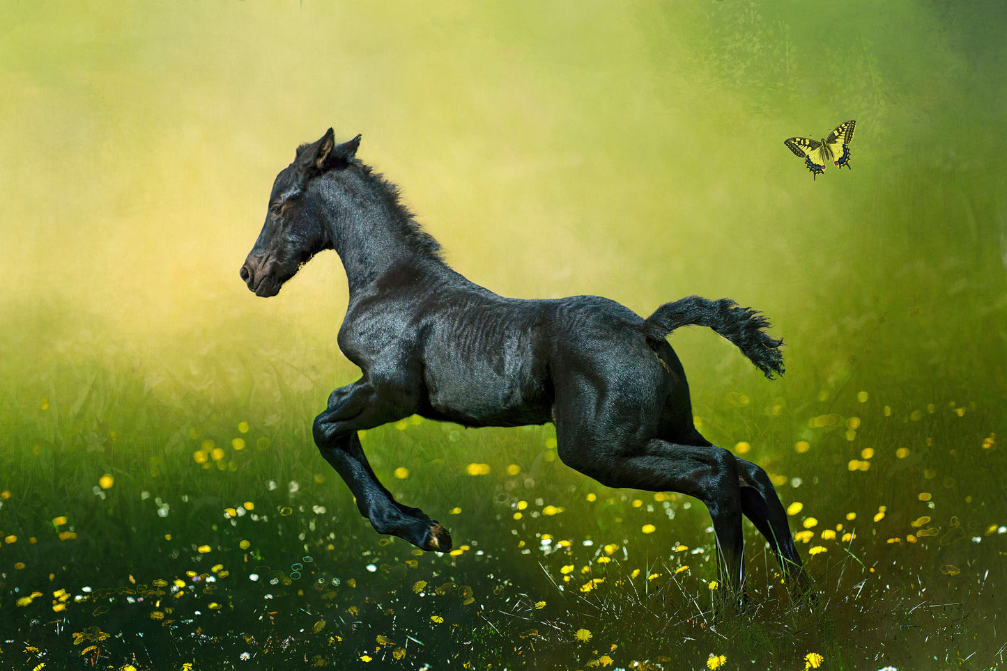 Black Colt in Flowers Fabric Panel -AHS-047C