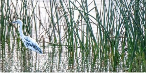 Juvenile Blue Heron Fabric Panel - BSB-014C