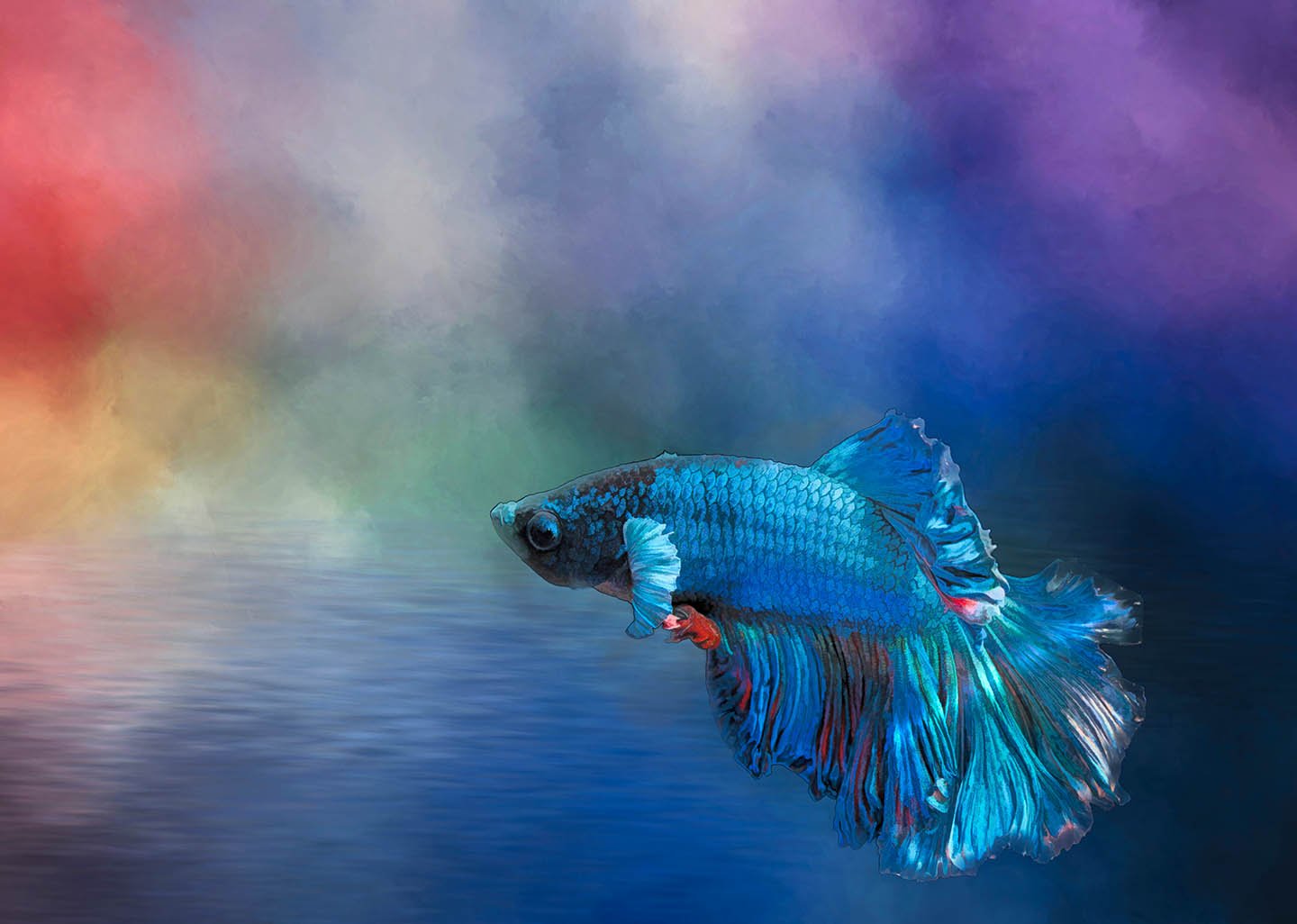 Blue on Blue Fighting Fish Fabric Panel - OCE-027C