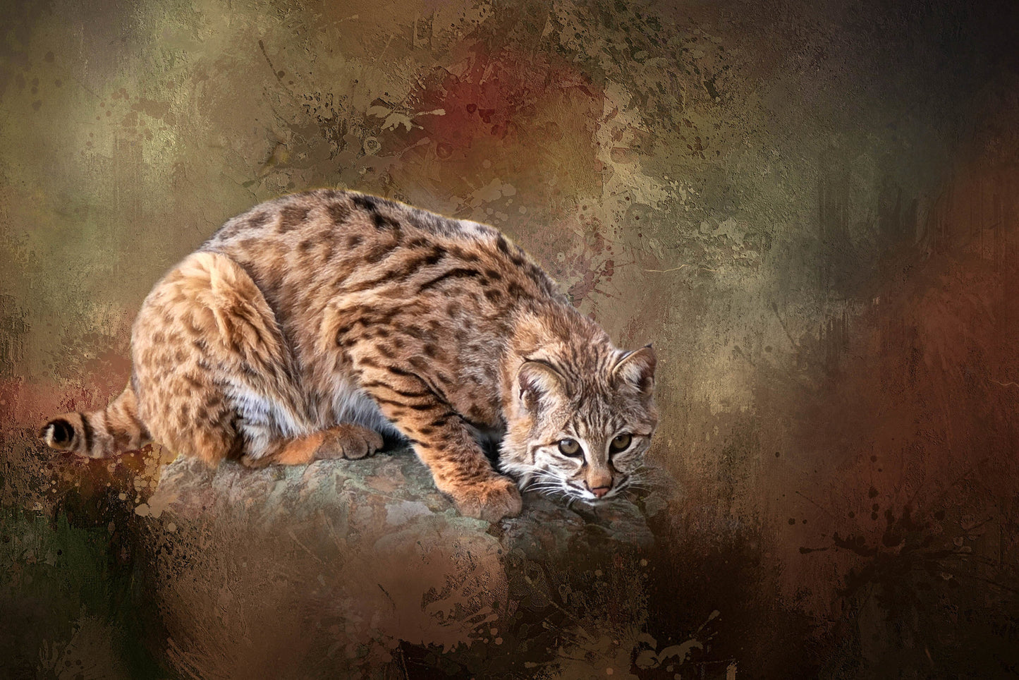 Crouching Bobcat Fabric Panel - AWC-001C