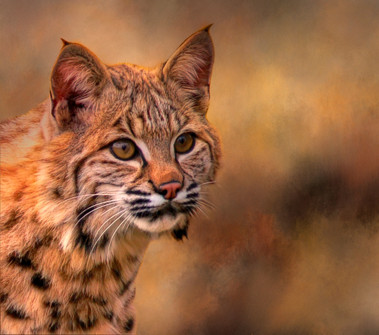 Bobcat Closeup Fabric Panel - AWC-007C