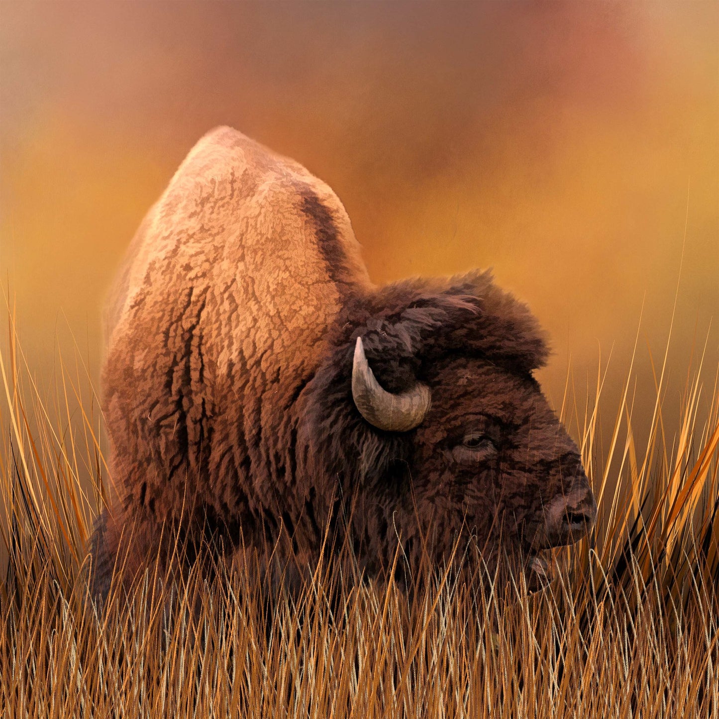 Buffalo at Sunset Fabric Panel - ANW-026C