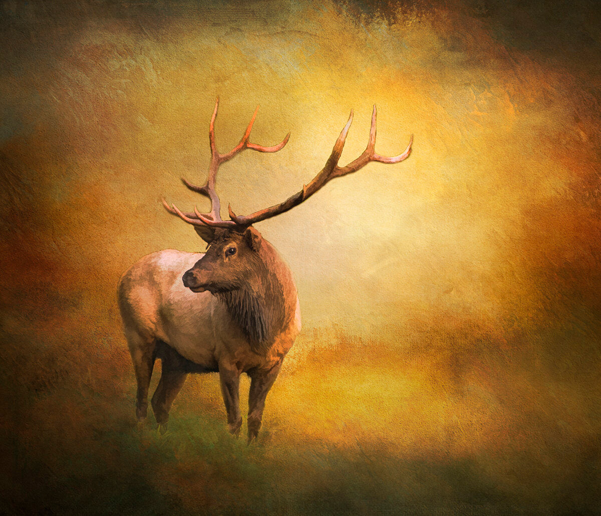 Bull Elk in Fall Fabric Panel - ANW-017C