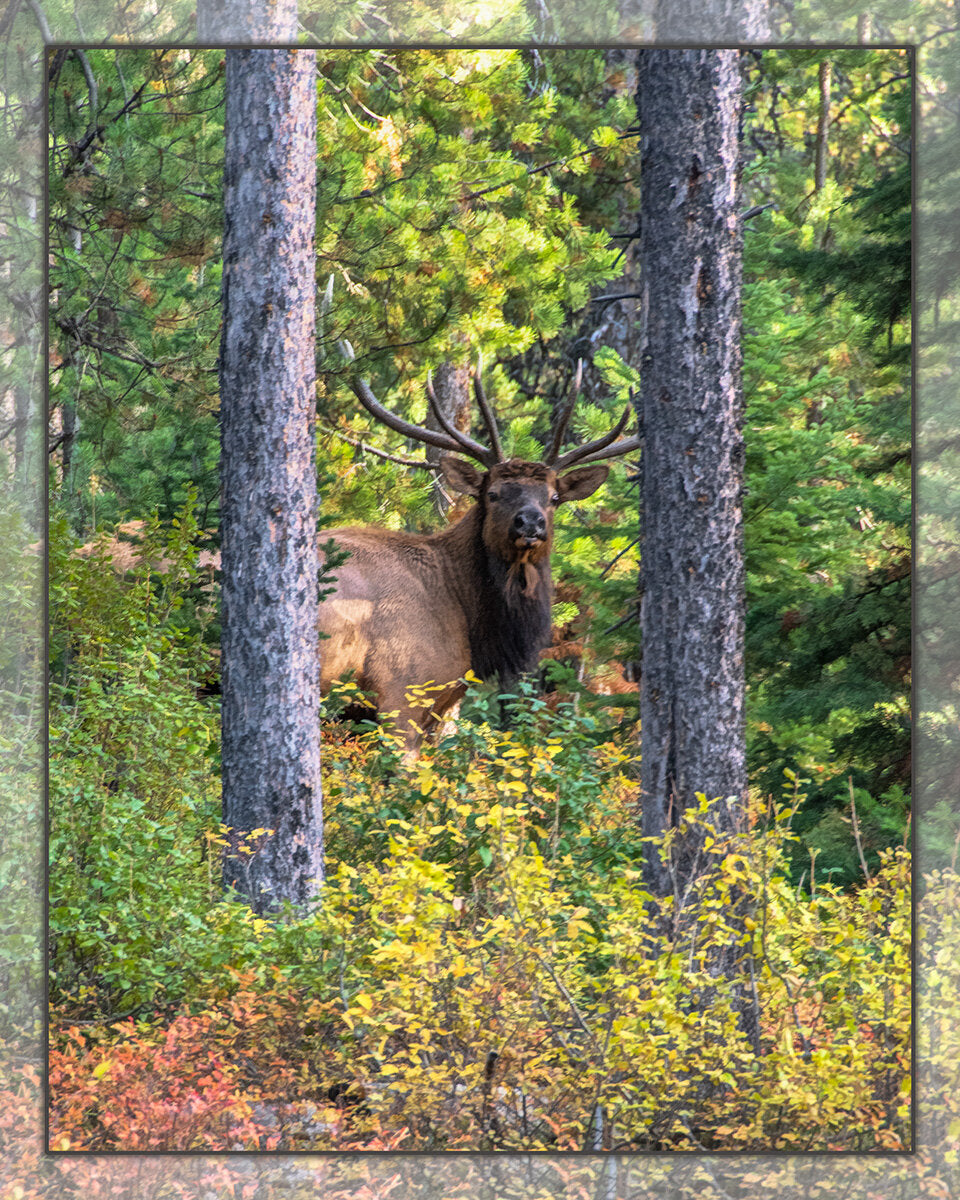 Bull Elk Through Trees Fabric Panel - ANW-007C