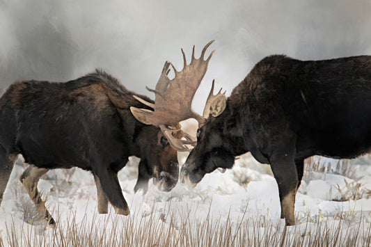 Two Entangled Bull Moose Fabric Panel - ANW-034C