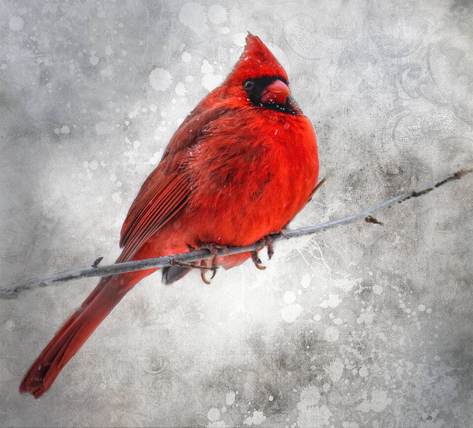 Red Cardinal in Snow Fabric Panel - BRB-001C