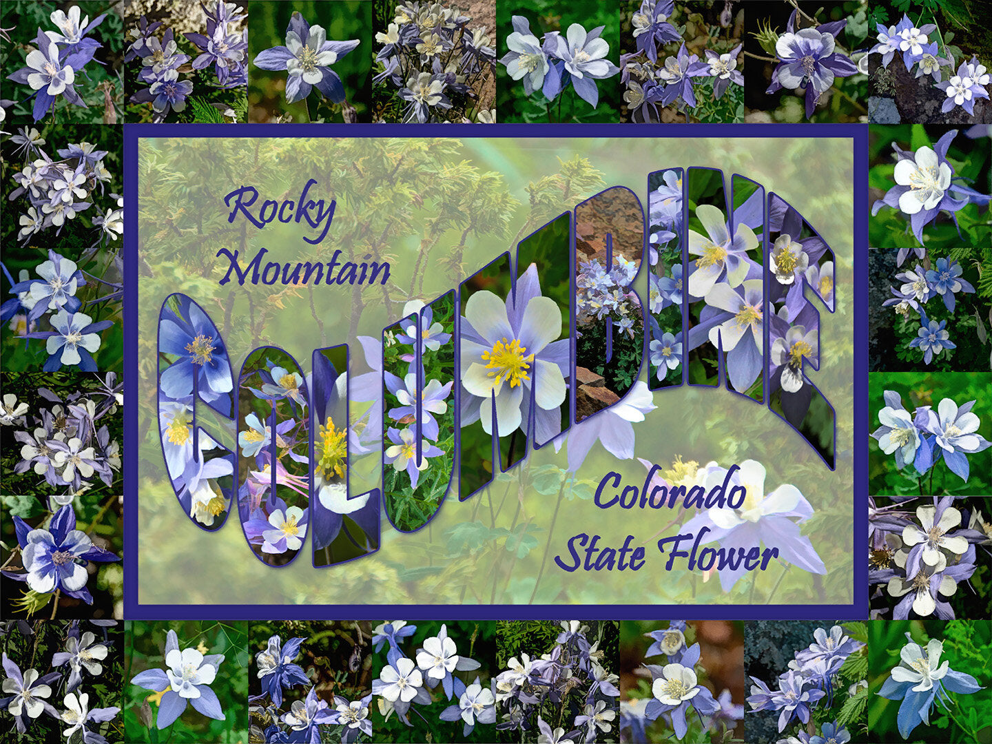 Columbine Large Letter Fabric Panel - FLR-010C