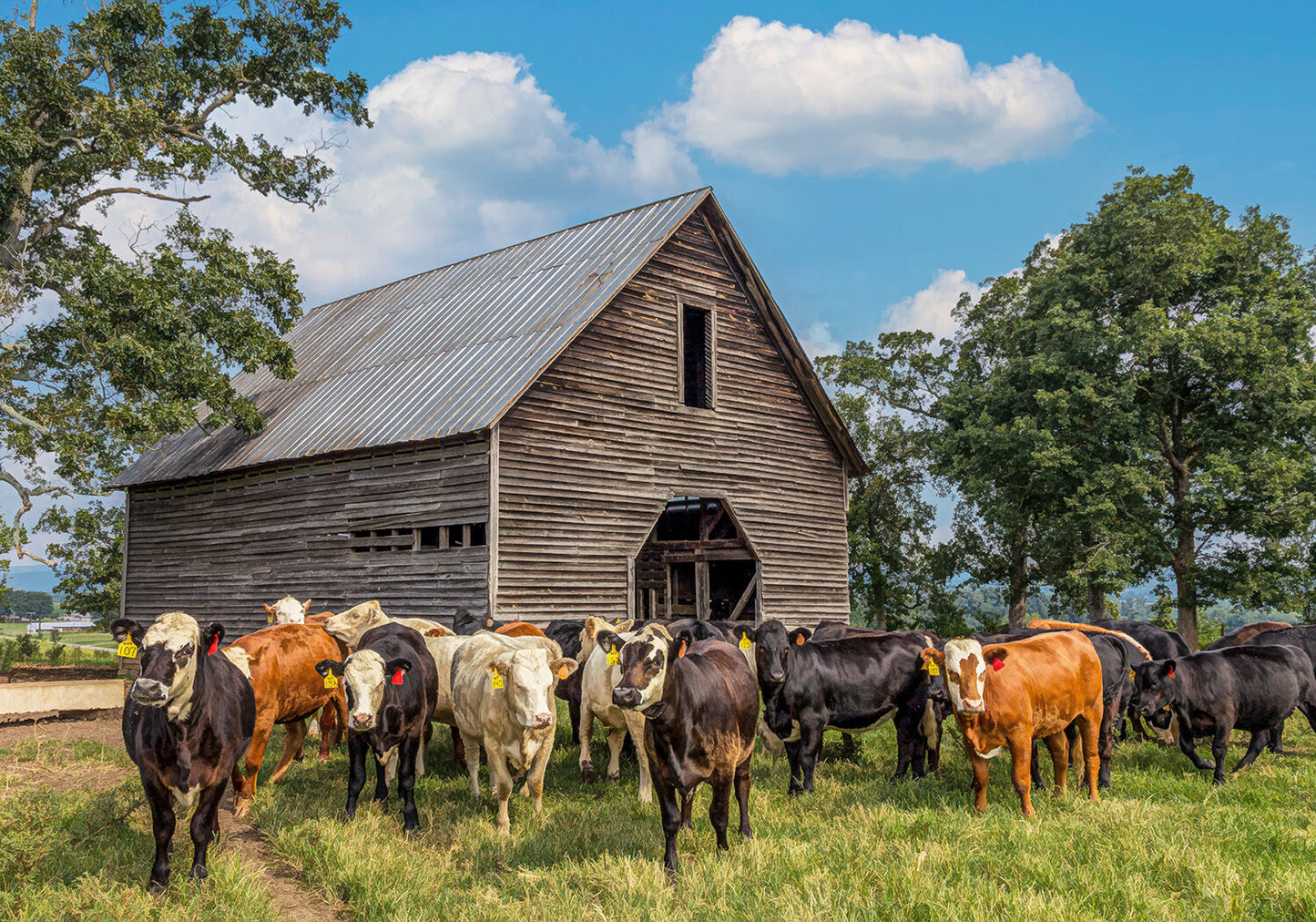 Feeding Time at the Barn Fabric Panel - ACW-007C