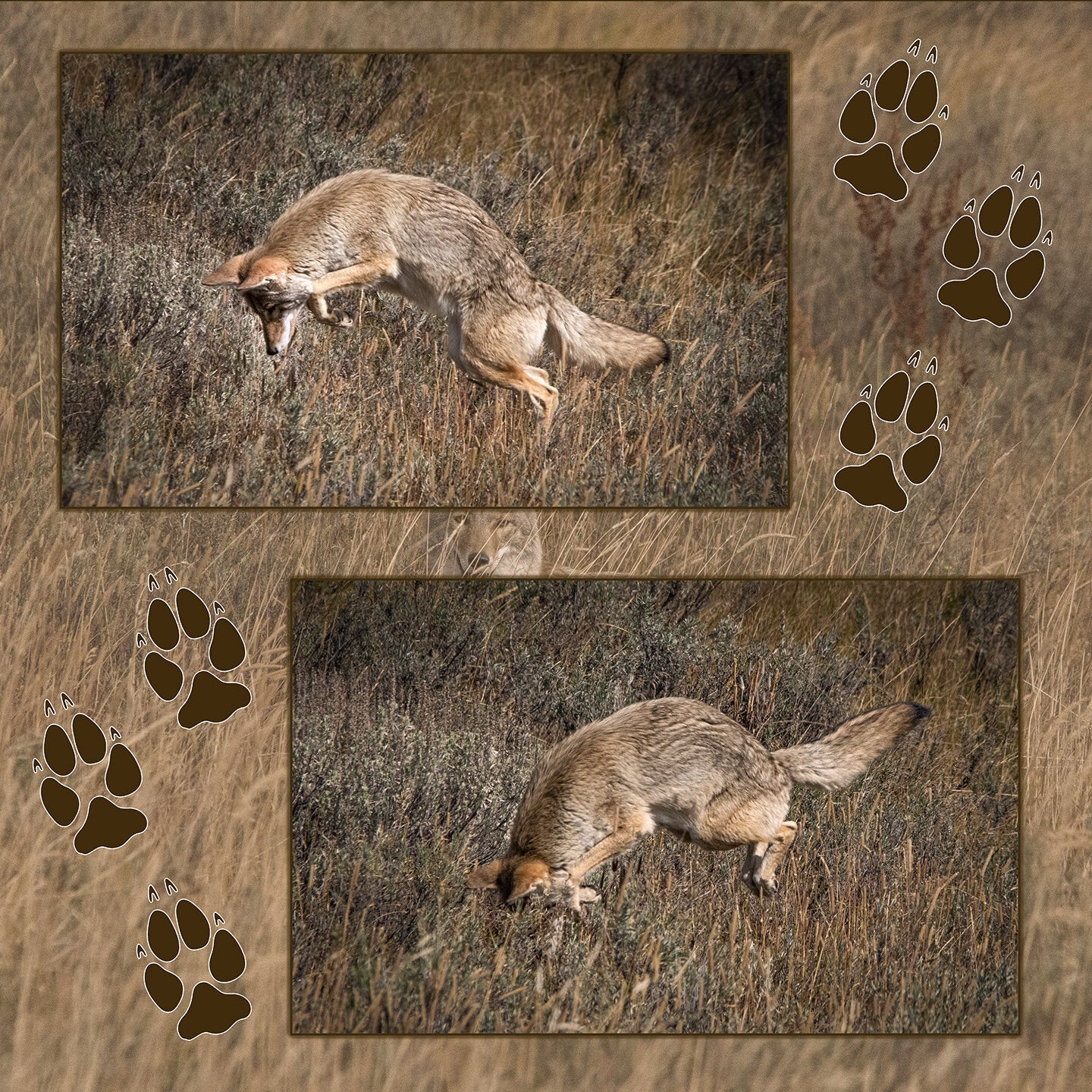 Coyote Hunting Fabric Panel - ANW-019C