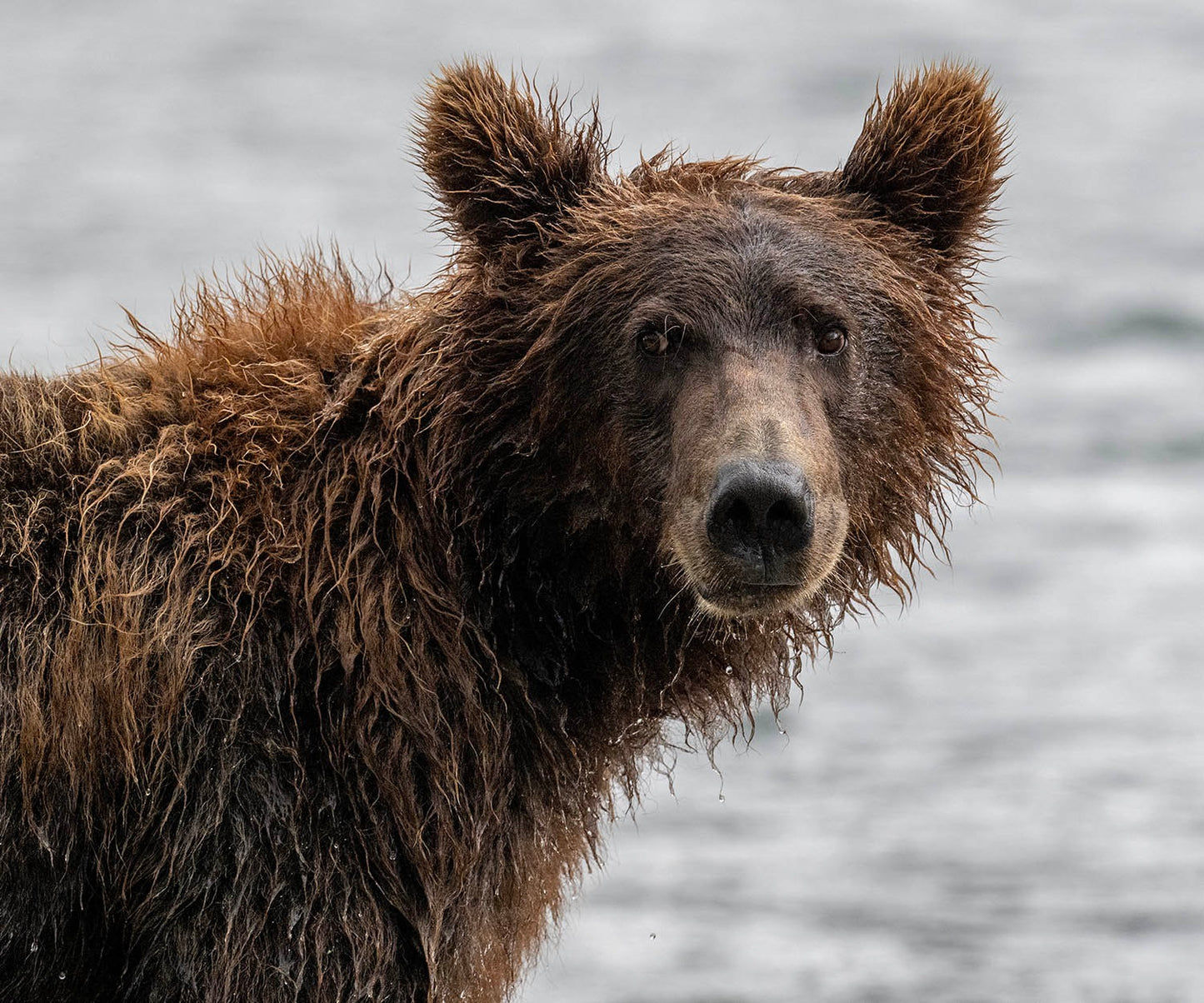 Curious Grizzly Fabric Panel - ANW-047C