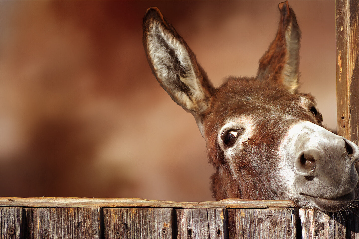 Donkey at the Gate Fabric Panel - AFF-005C