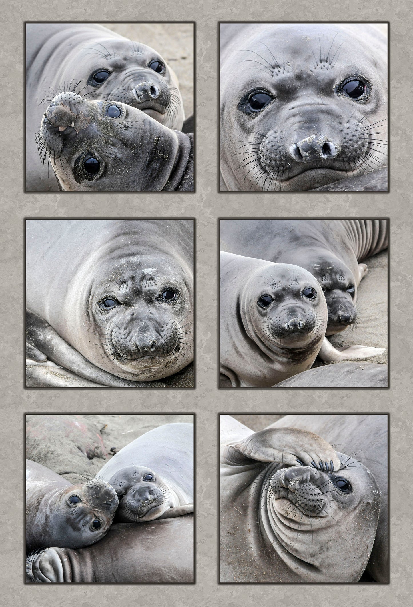 Elephant Seal Pups Fabric Panel - OCE-010C
