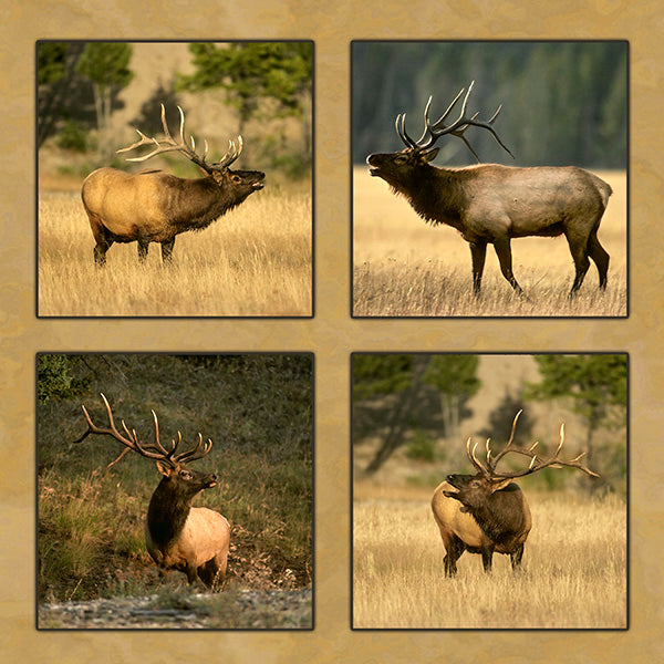 Bull Elk in Rut Fabric Panel - ANW-006C