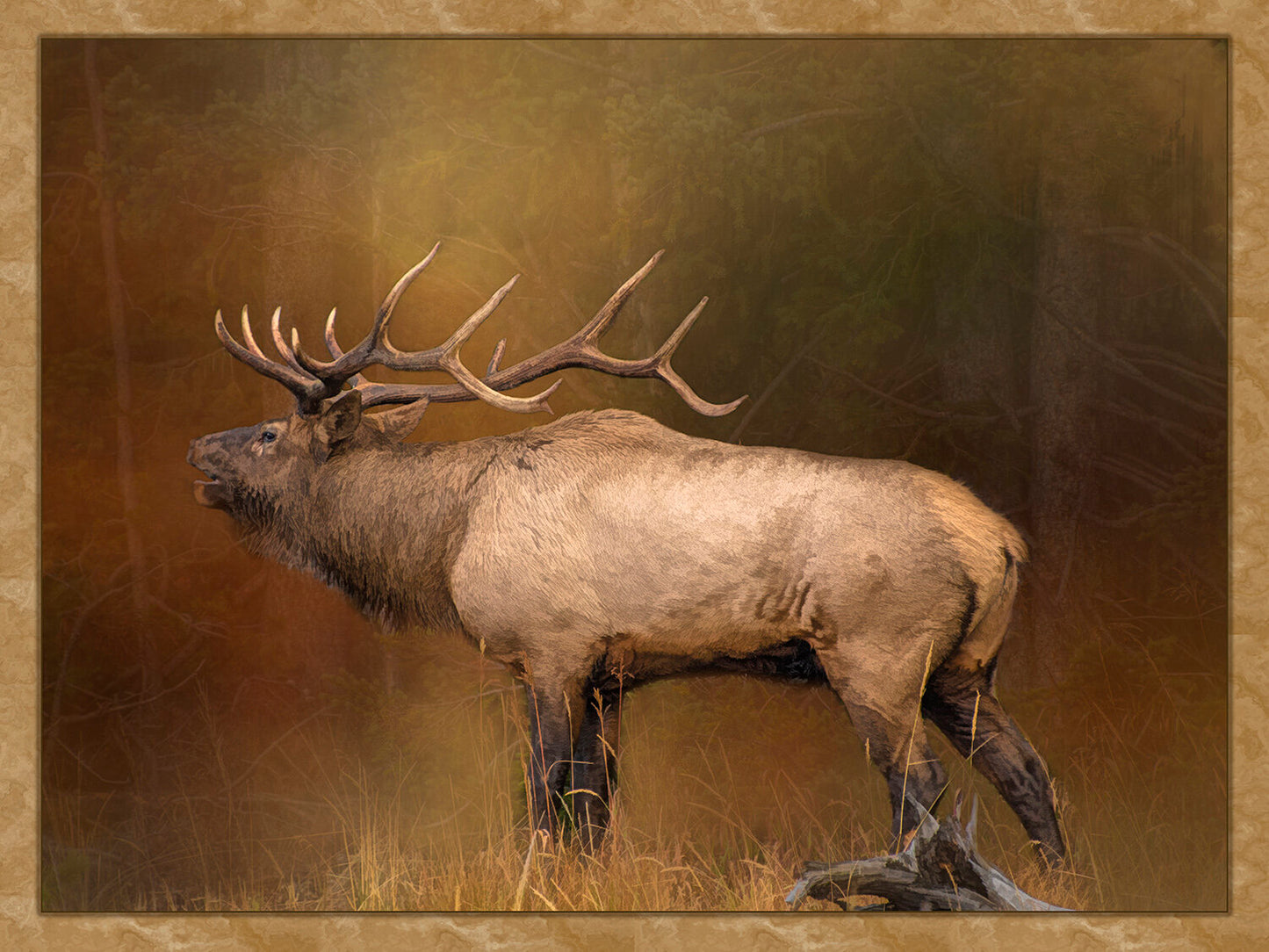 Bugling Bull Elk Fabric Panel - ANW-004C
