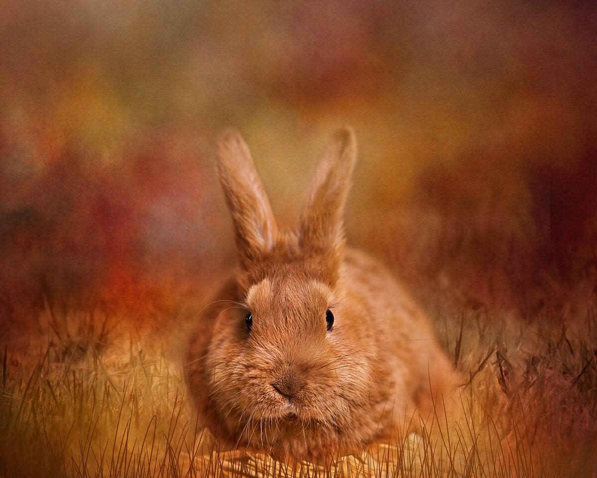 Fall Bunny Fabric Panel - ADP-005C