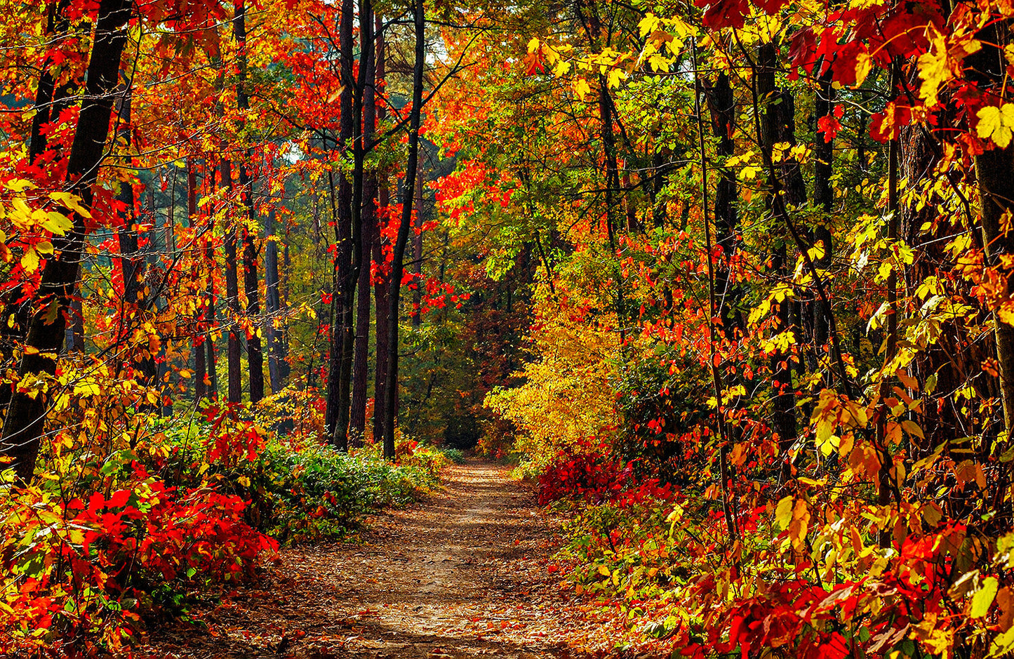 Fall Path Fabric Panel - SFC-012C
