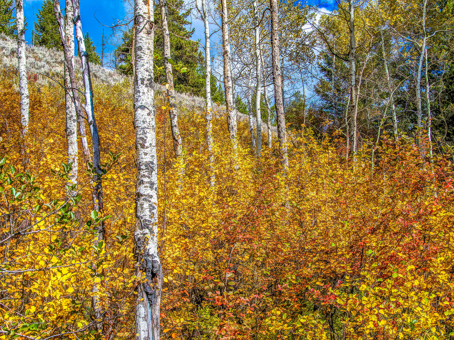 Fall in the Mountains Fabric Panel - SFC-006C