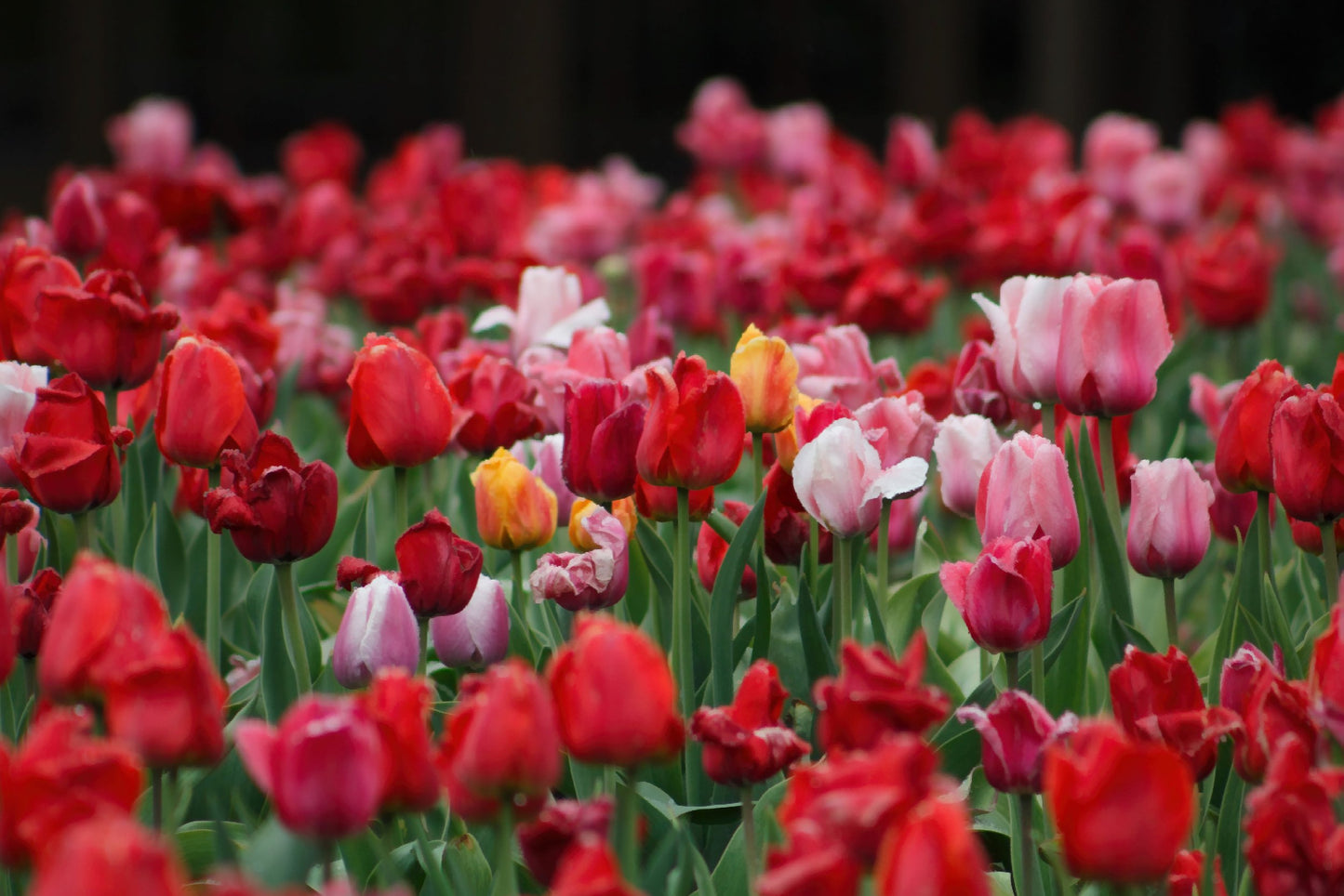 Field of Tulips Fabric Panel - FLR-016C