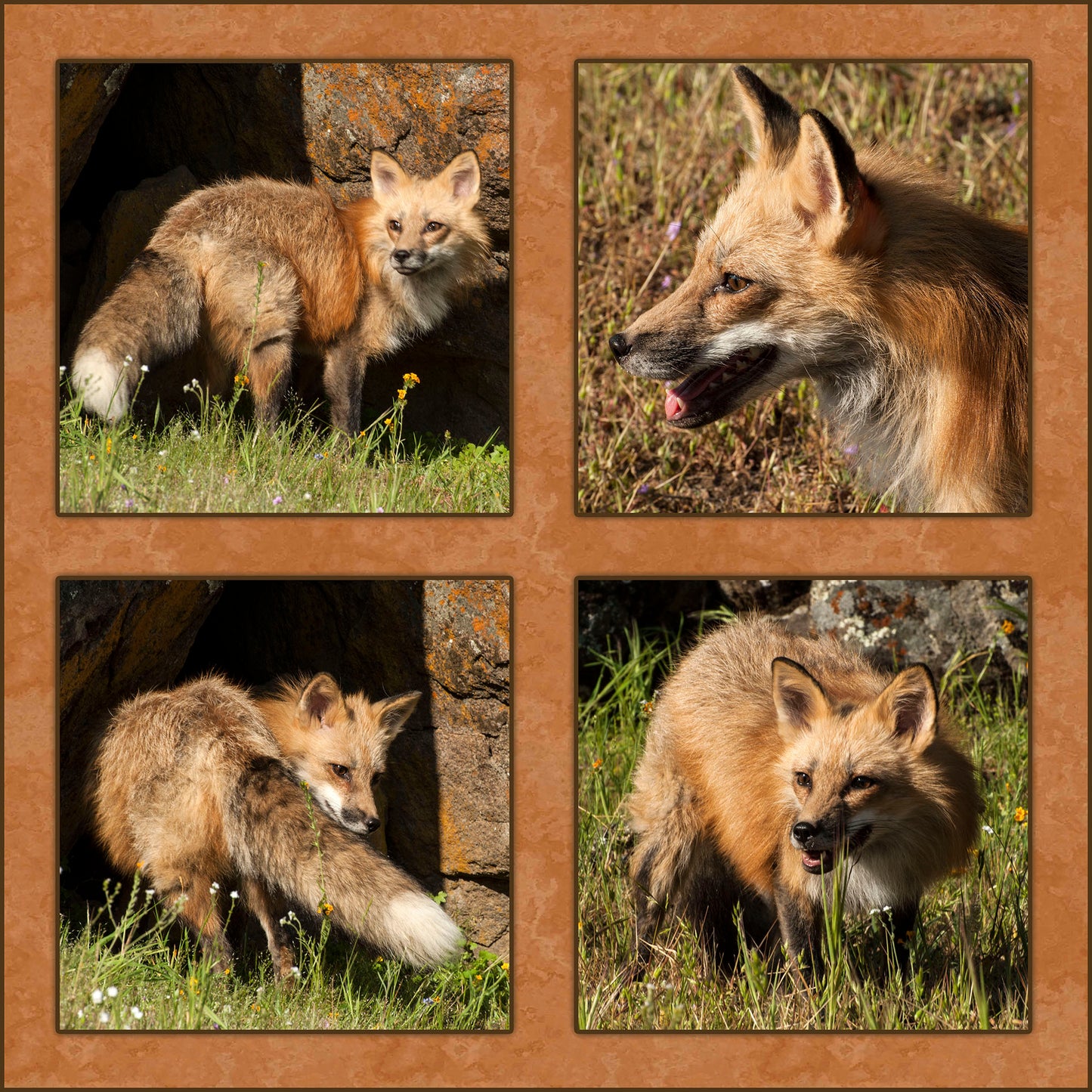 Four Red Foxes Fabric Panel - ANW-018C
