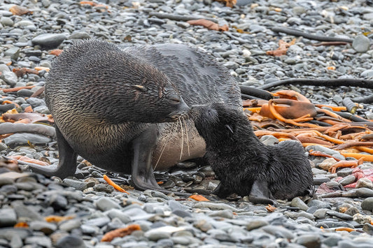 Fur Seal Family Fabric Panel - OCE-001C