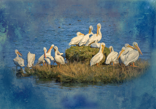 Gaggle of White Pelicans Fabric Panel - BLB-012C
