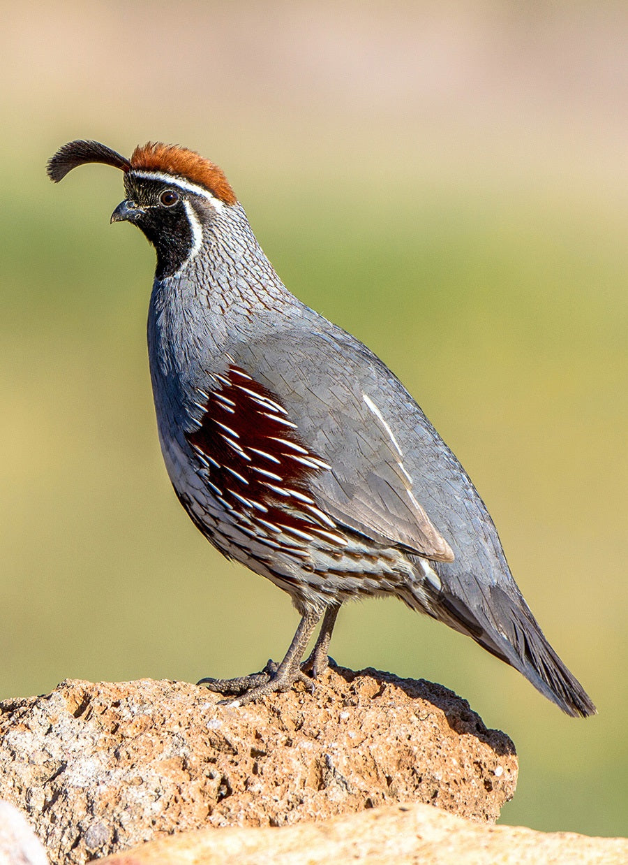 Gambel Quail Profile Fabric Panel - BBG-011C