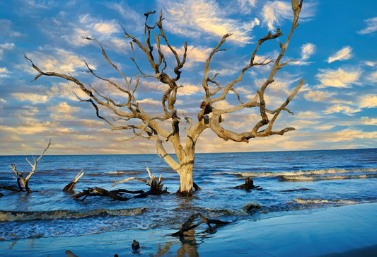 Ghost Tree at Sunrise Fabric Panel - OCE-053C