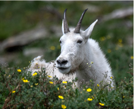 Lounging Mountain Goat Fabric Panel - ANW-063C