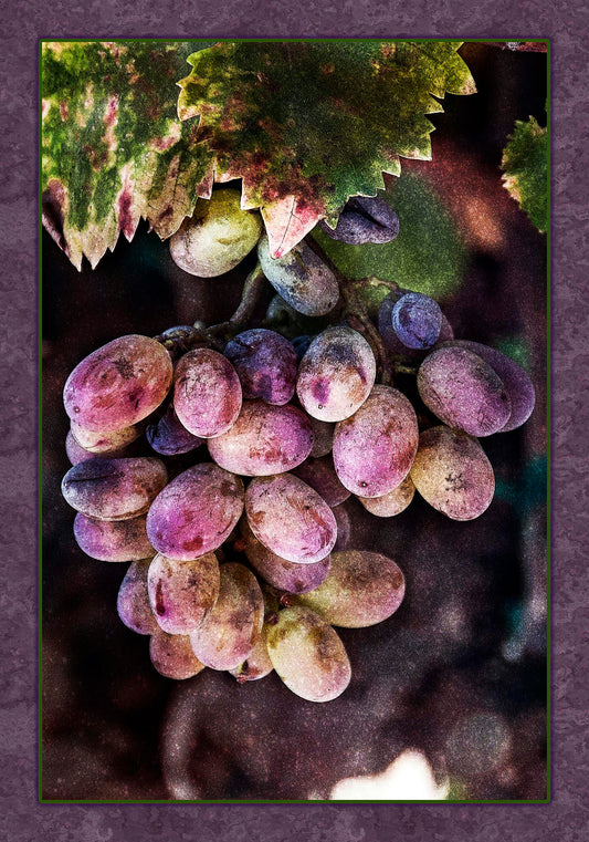 Velvety Grapes Fabric Panel - FAV-003C