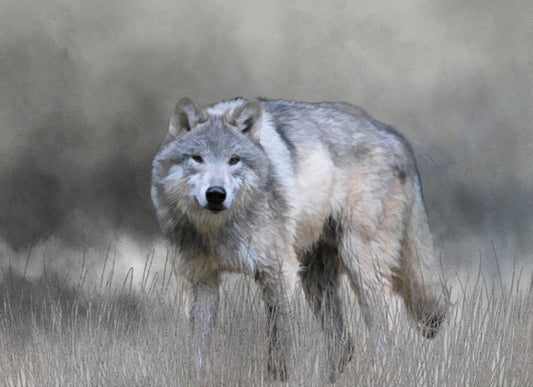 Full View Gray Wolf Quilt Panel - ANW-023C
