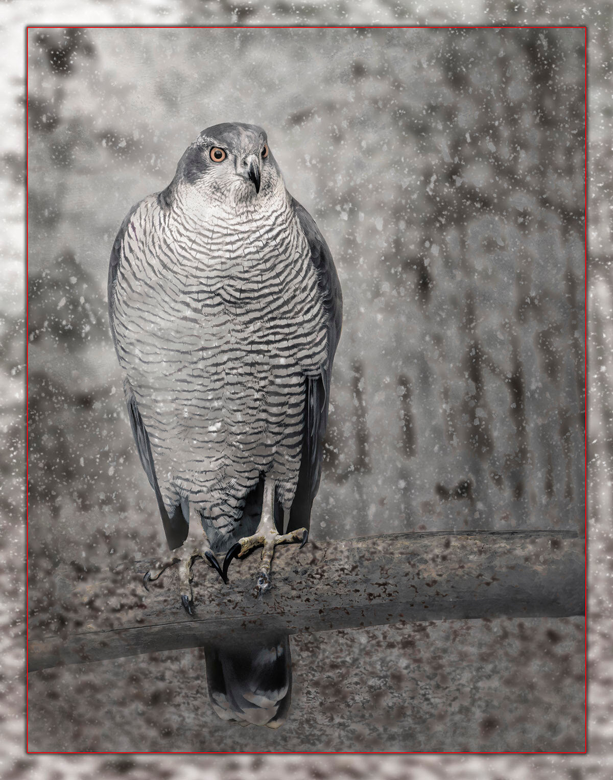Gray Hawk in Snow Fabric Panel - BBP-011C