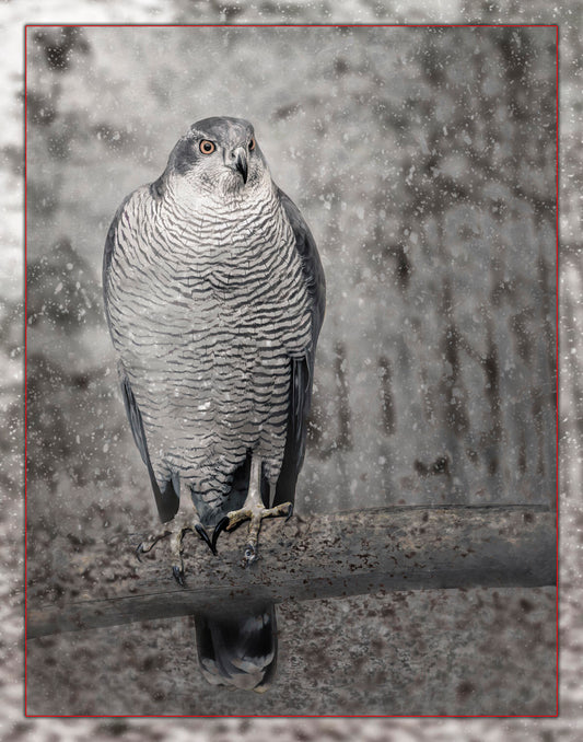 Gray Hawk in Snow Fabric Panel - BBP-011C