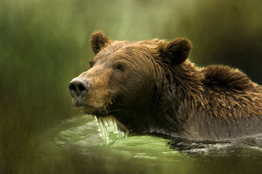 Swimming Grizzly Fabric Panel - ANW-038C