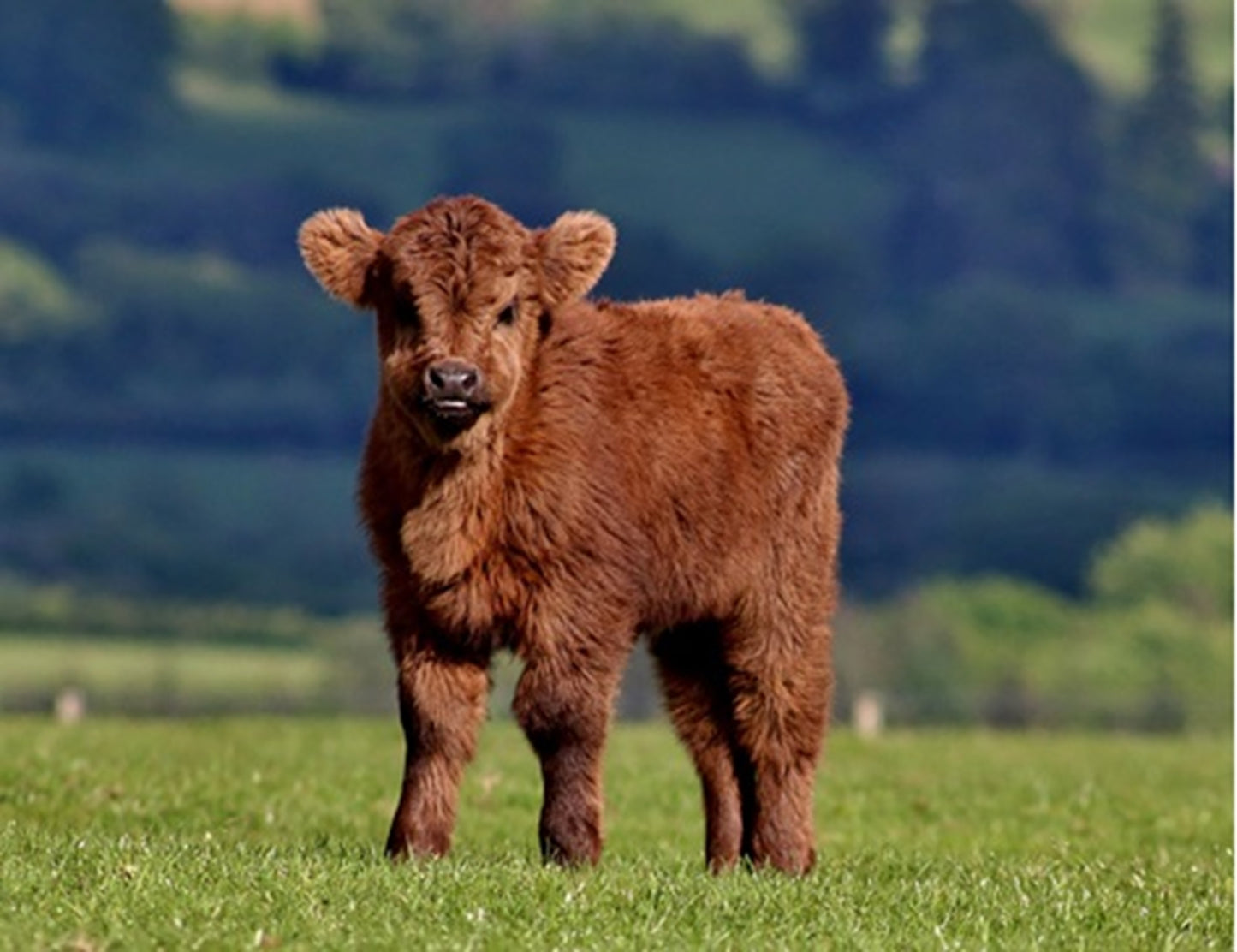 Highland Calf Fabric Panel - ACW-015C