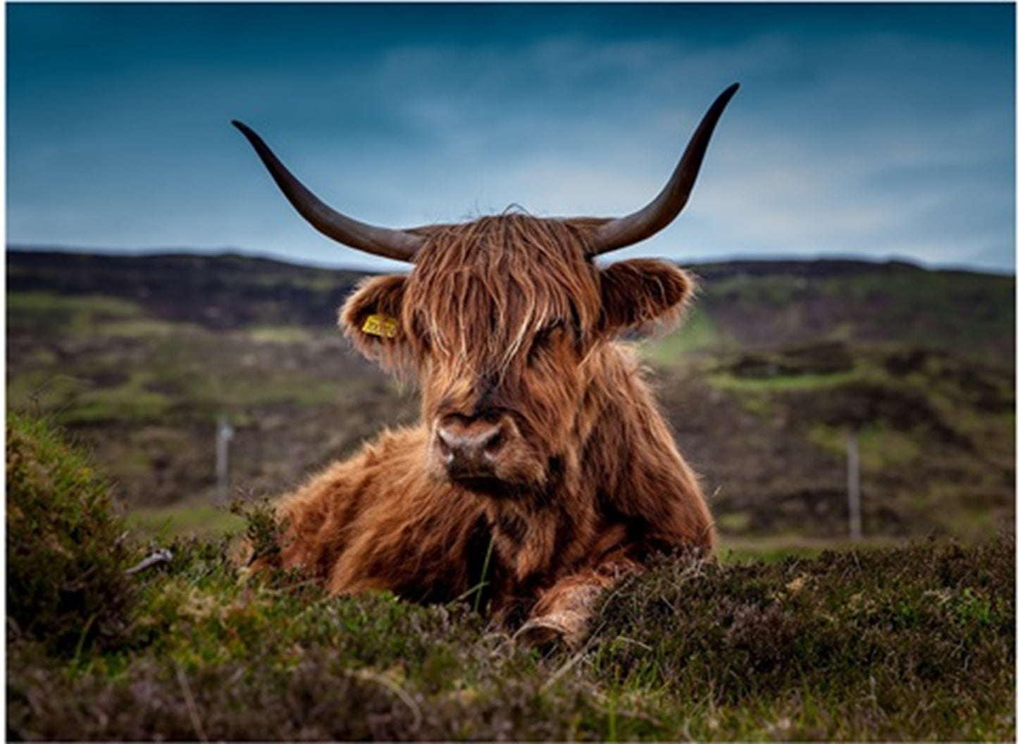 Highland Cow Relaxing Fabric Panel - ACW-017C