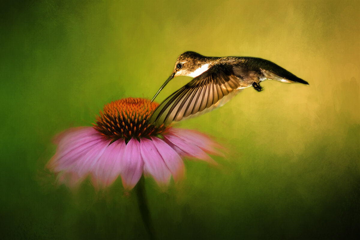 Hummingbird on Cornflower Fabric Panel - BHB-015C