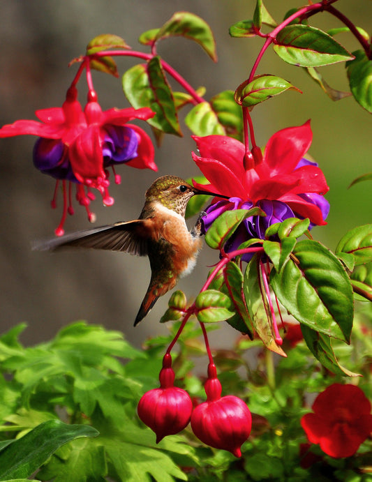 Hummingbird on Fuchsia Flowers Fabric Panel - BHB-009C